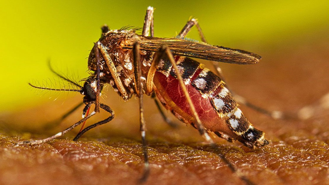 একদিনে ৩০৮ জন ডেঙ্গু আক্রান্ত হয়ে হাসপাতালে
